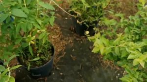 ЖИМОЛОСТЬ ПЛОДОВАЯ. Обзор сортов и важные наблюдения.