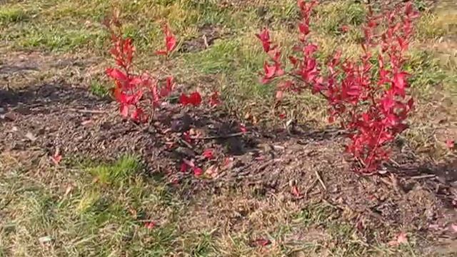 как выросла голубика на гектаре сорт Блюкроп. смотреть онлайн