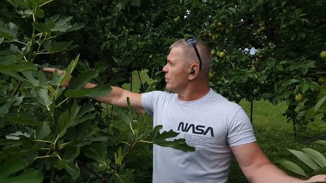 Как ускорить вызревание лозы и созревание инжира. смотреть онлайн