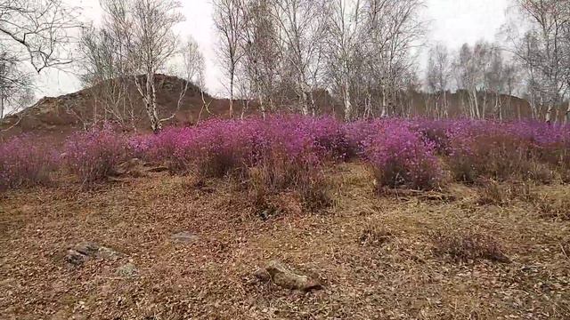 Смотреть всем! Балей. Наш багульник распустился! смотреть онлайн