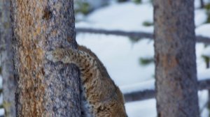 Планета Земля 2 2 серия «Горы» (документальный сериал, 2016)