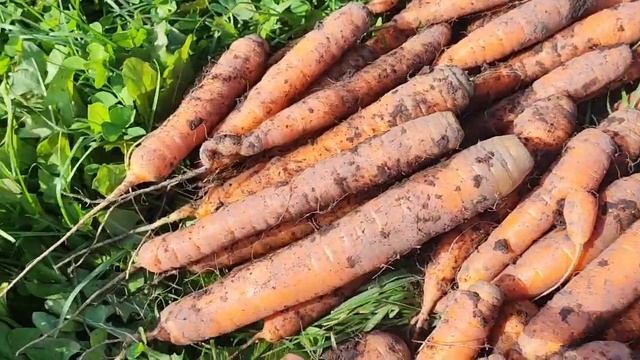 Незнаю что делать на даче/Убираю морковь#сибирь#влог#дача#огород#морковь#свекла#урожай смотреть онлайн