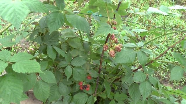 Бесшипная ежевика Чечанска Бестерна смотреть онлайн