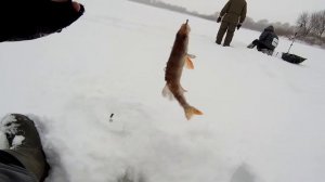 Тест силиконового мотыля Berkley для подледной рыбалки, на мормышку, в сравнении с безмотылкой. 3