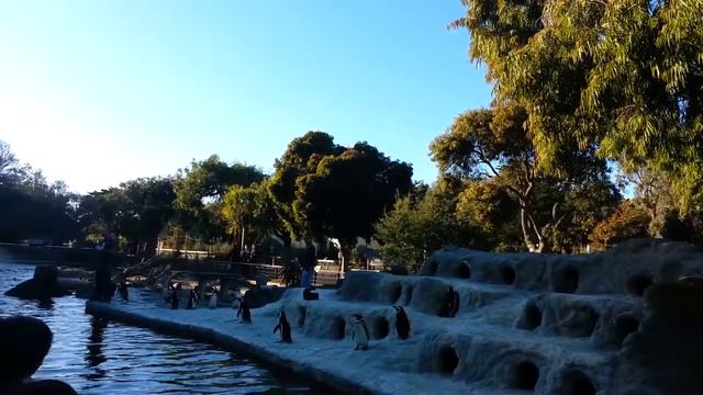 Зоопарк, Сан-Франциско ч5 смотреть онлайн