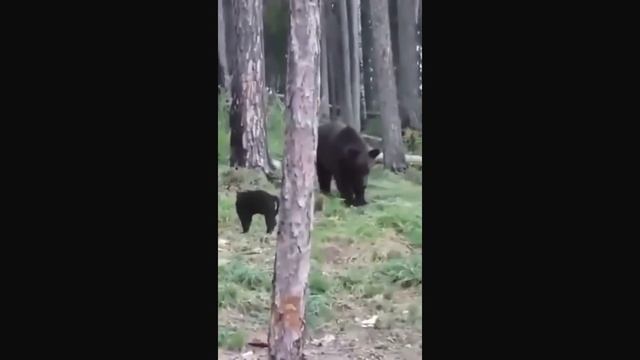 КОТ ПРОГНАЛ МЕДВЕДЯ ?? ВАСЯ, НАМ СТОЛЬКО МЯСА НЕ НАДО!!! смотреть онлайн
