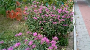 Монарда.Очень красивый многолетний сорт.Выращивание.Размножение.Уход