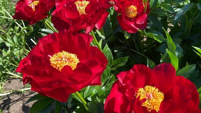 Самый яркий пион в саду, пион Макинак Гранд, peony Mackinac Grand, г.Кировск, лен.обл., июнь 2021 смотреть онлайн