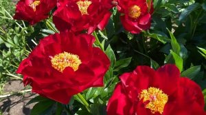 Самый яркий пион в саду, пион Макинак Гранд, peony Mackinac Grand, г.Кировск, лен.обл., июнь 2021