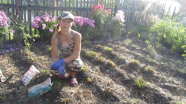 Обрезка клубники в августе . В гостях у Елены ! Советую посмотреть . смотреть онлайн