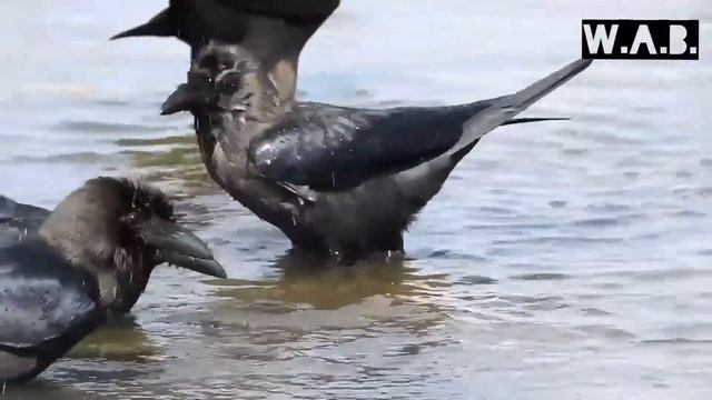 COLOMBO CROW taking a bath | Colombo, Sri Lanka | Wild Animal Behaviour #19 смотреть онлайн