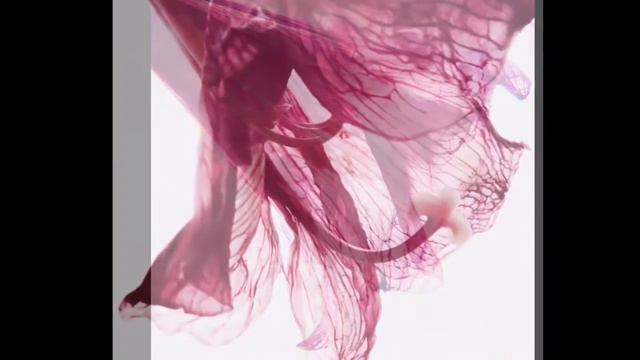 Amaryllis Sketches; Watercolours With Chopin смотреть онлайн