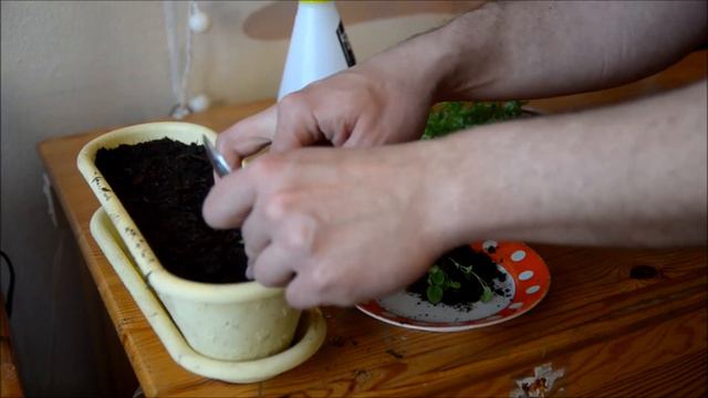 Пикировка рассады лобелии смотреть онлайн