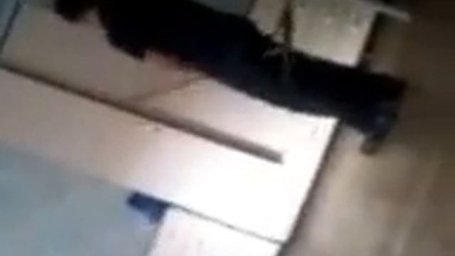 прикол))) тюлень и шкаф))) смотреть онлайн