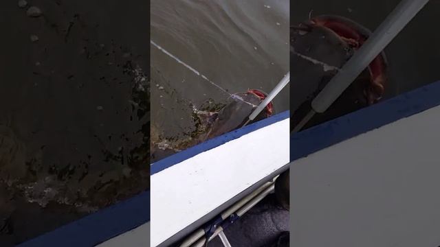 Сом на Волге. смотреть онлайн