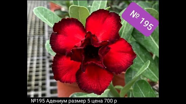 ПРЕЗЕНТАЦИЯ СВОБОДНЫХ РАСТЕНИЙ ИЗ МАЙСКОГО АЛЬБОМА !!! смотреть онлайн