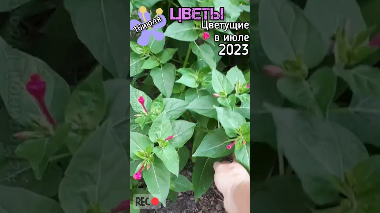 Флоксы, Хосты, Мирабилис или Зорька, Девясил #Цветы цветущие в середине лета Часть 1-ая 16 июля смотреть онлайн