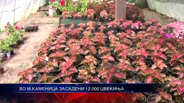 ВО М КАМЕНИЦА ЗАСАДЕНИ 12 000 ЦВЕЌИЊА 10 07 2015 смотреть онлайн