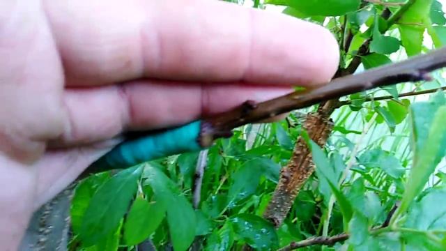 Прививка абрикоса на сливу. Обзор на 01.06.2021 г смотреть онлайн