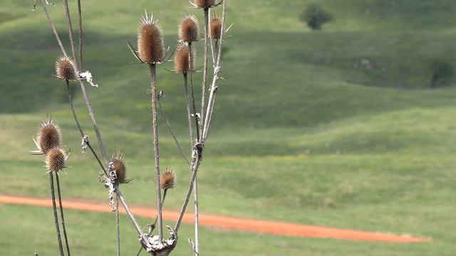 Farmland In Serbia      BELA REKA