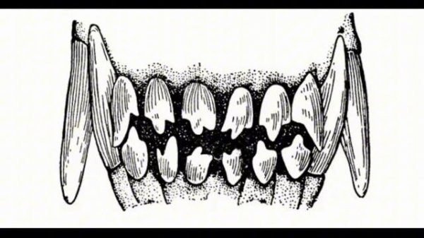 Какие же у собаки бывают прикусы?🤫 #собаки #прикус