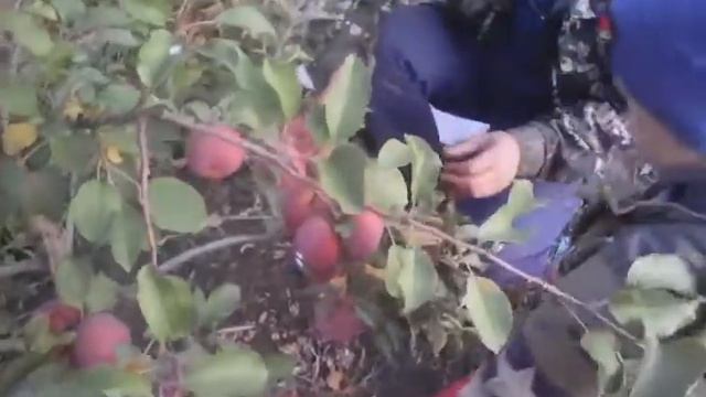 Яблоня сорт Флорина урожай га 3 год смотреть онлайн