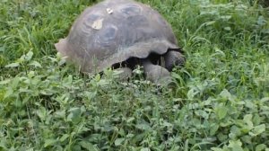 Giant Tortoise. Tortuga gigante. Isla Santa Cruz. Galápagos. Слоновая черепаха. Галапагосы.