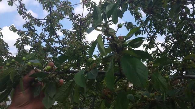 Зав'язь черешні "Чорний принц" смотреть онлайн