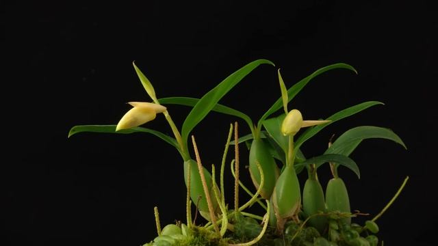 Time Lapse Orchid Coelogyne fimbriata смотреть онлайн