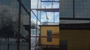 Ижевские голуби