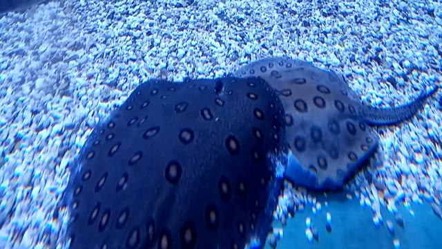 ЖИВЫЕ КОВРЫ ПОДВОДНОГО МИРА-СКАТЫ ? #подводныймир