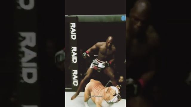 ММА приколы