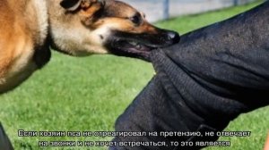 Если укусила собака: что делать по закону