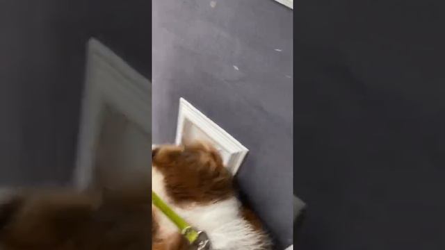 A trip to the groomers #foryou #fyp #fypシ #foryoupage #animslsoftiktok #puppylove #cute #puppy ... смотреть онлайн