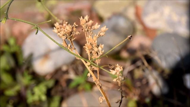 [Ep#26] New clematis (nearly) flowering смотреть онлайн