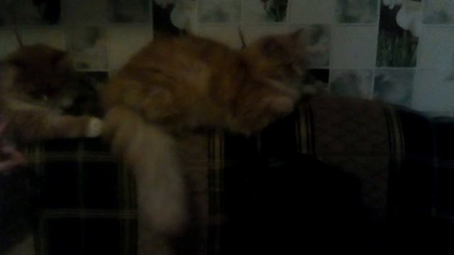 Короче говоря Вот такая у нас история про кошек с курицами смотреть онлайн