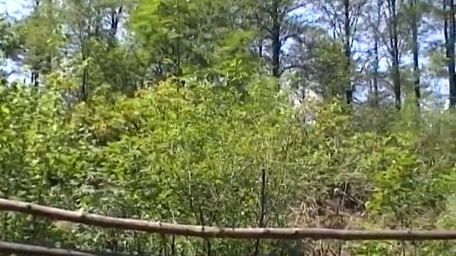 Azalia pontyjska (Rhododendron luteum) смотреть онлайн