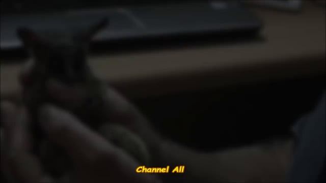 Экзотический и Очаровательный Зверек - ГАЛАГО! Bushbaby / Забавные Животные/ смотреть онлайн