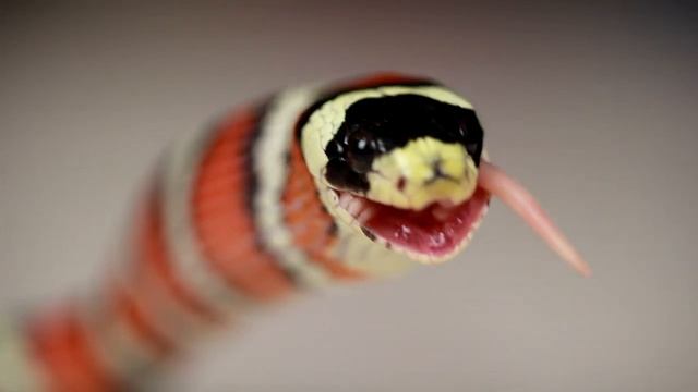 Аризонская королевская змея смотреть онлайн