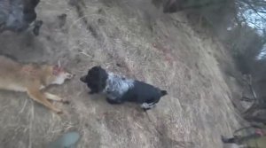 Охота на шакала в Ростовской области.mp4