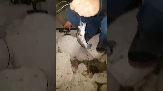 Мохигири дар обанбори Кайроккум (судак) рыбалка в Таджикистане смотреть онлайн