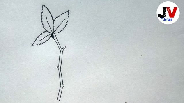 stem cutting of rose diagram|stem cutting of rose drawing|rose stem cutting diagram смотреть онлайн