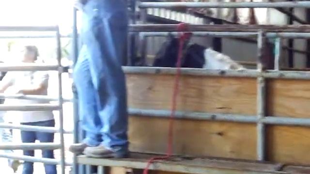 Loading my BLM mustang Sookie at pickup in Kellyville OK смотреть онлайн