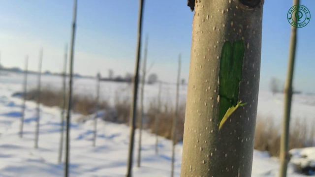Первая реакция Павловнии на мороз -28°C в Украине! смотреть онлайн
