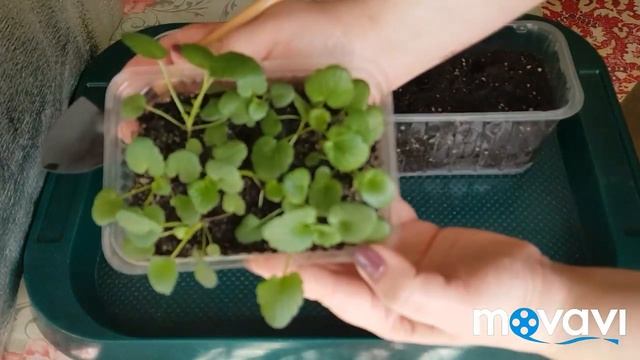 ??Пикировка виолы 09.04.2018 г. смотреть онлайн