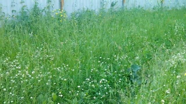 Ропша - загадка убийства Петра III. Часть I. смотреть онлайн