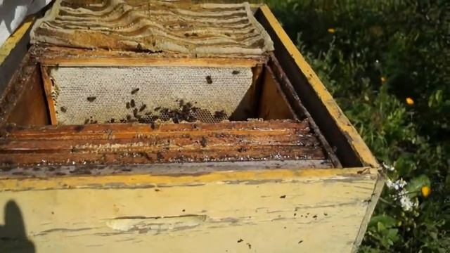 Видео урок по откачке мёда 2017 года Сибирь г. Омск смотреть онлайн