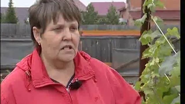 Виноград растет в Сибири смотреть онлайн