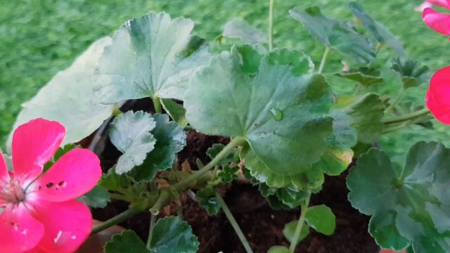 Geranium /जरेनियम plant # care n information # смотреть онлайн