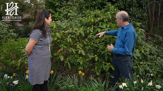 Rhododendron Dexter's Scintillation смотреть онлайн